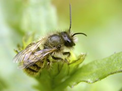 Osmia bicornis