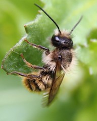 Osmia bicornis