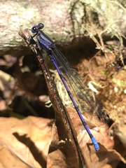 Argia
