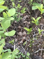 Pituophis melanoleucus melanoleucus
