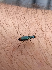 Clanoptilus geniculatus