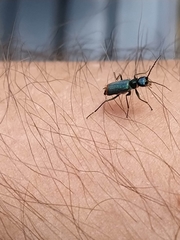 Clanoptilus geniculatus