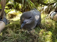 Pterodroma solandri