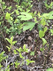 Pituophis melanoleucus melanoleucus