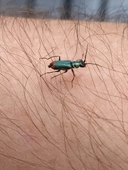 Clanoptilus geniculatus