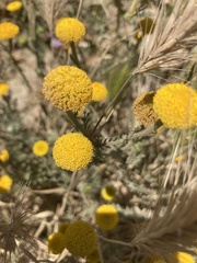 Anacyclus valentinus