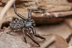 Coriarachne depressa