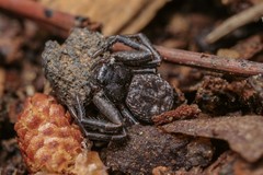 Coriarachne depressa