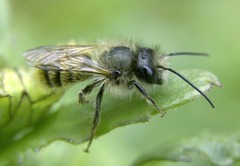 Osmia bicornis