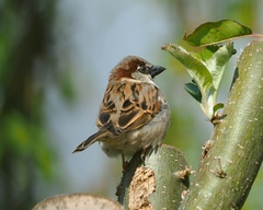 Passer domesticus