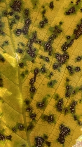 Stegophora ulmea (Fr.) Syd. & P.Syd.