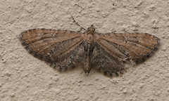 Eupithecia vulgata