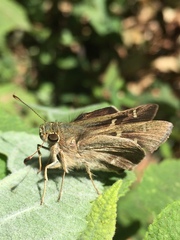 Hesperiidae