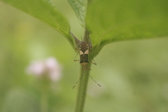 Hemiptera