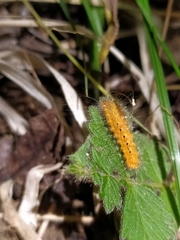 Lepidoptera