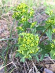 Euphorbia jenisseiensis