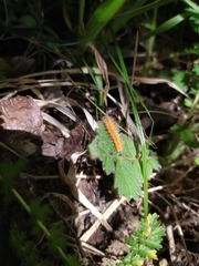 Lepidoptera