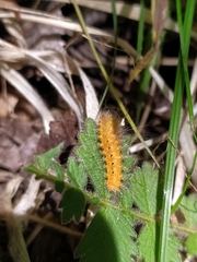 Lepidoptera
