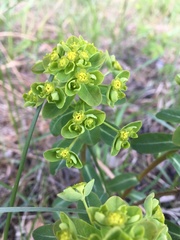 Euphorbia jenisseiensis