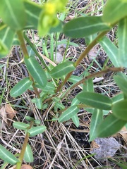 Euphorbia jenisseiensis