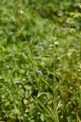 Hackelochloa granularis