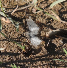 Antigonus emorsa