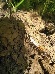 Polygonia c-album