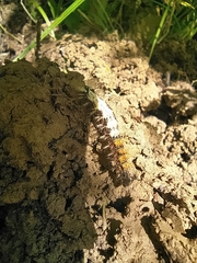 Polygonia c-album