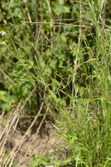 Hackelochloa granularis