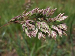 Poa badensis