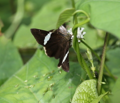 Autochton bipunctatus