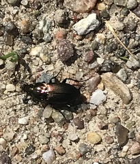Poecilus cupreus