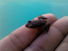 Leptodactylus albilabris