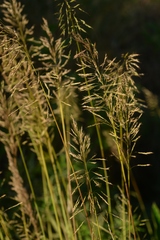 Spodiopogon cotulifer