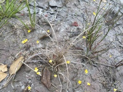 Utricularia subulata