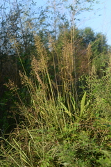 Spodiopogon cotulifer