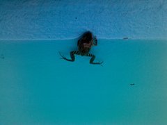 Leptodactylus albilabris