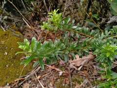 Monticalia pulchella