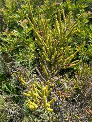 Arthrocaulon macrostachyum