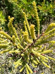 Arthrocaulon macrostachyum