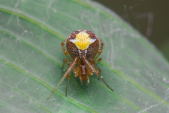 Simitidion simile