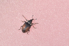 Gymnetron veronicae