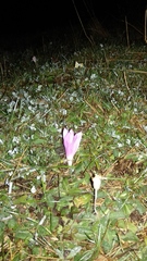 Colchicum montanum