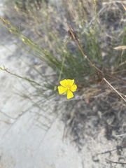Crocanthemum aldersonii