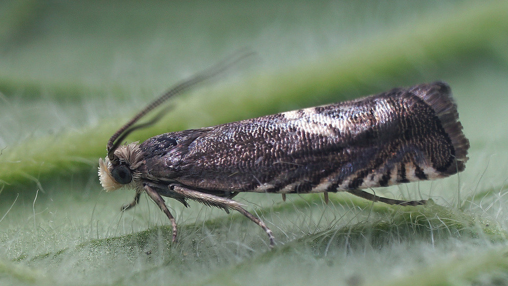 Grapholita nigrostriana