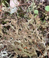 Cladonia multiformis