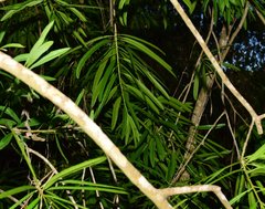 Forchhammeria pallida