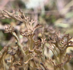 Cladonia multiformis