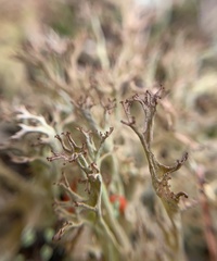 Cladonia multiformis