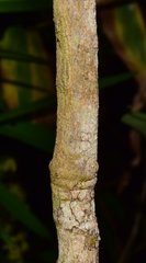 Forchhammeria pallida